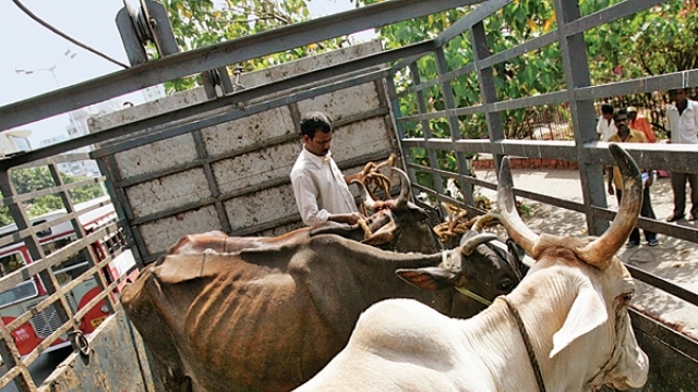 UP cow law violators to attract NSA
