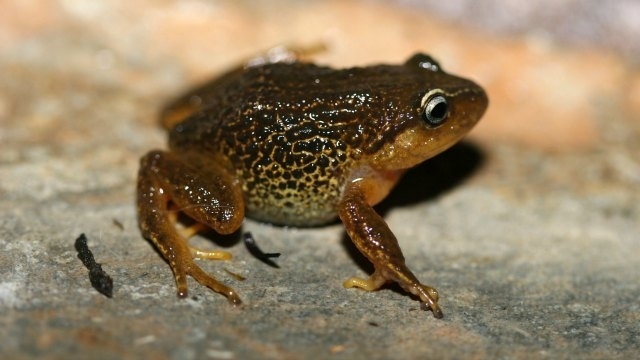 Wiped out Dinosaurs Gave New Life to Frogs