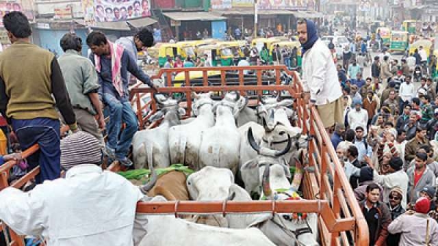 cattle cattle