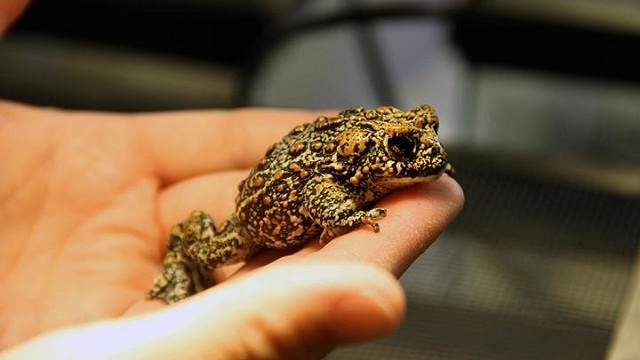 Newly discovered toads in Nevada are facing extinction
