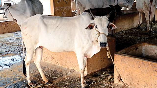 Over 100 cows die allegedly due to starvation Over 100 cows die allegedly due to starvation