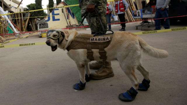 frida the rescue meet frida the rescue who emerged as of mexican earthquake news frida the rescue meet frida the rescue who emerged as of mexican earthquake news