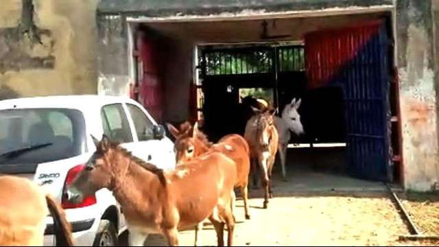 Uttar Pradesh police jailed eight donkeys for destroying expensive plants Uttar Pradesh police jailed eight donkeys for destroying expensive plants