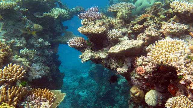 Barrier Reef Barrier Reef
