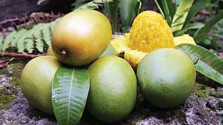 Alphonso, Chaunsa, Langra and Kesar - India gears up for mango season 