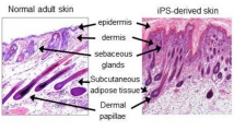 Comparison of natural and iPS-derived tissue