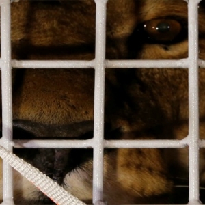 One of the 33 lions looks from a cage after their arrival in Johannesburg, April 30, 2016, before being taken to the Emoya Big Cat Sanctuary in South Africa where ADI (Animal Defenders International) officials said they will enjoy natural enclosures with drinking pools, platforms and toys. Johannesburg, Emoya Big Cat Sanctuary