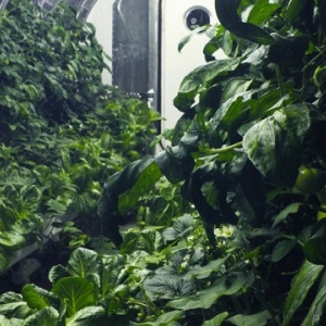 NASA United States, NASA, Earth, University of Arizona, Florida, Gene Giacomelli, International Space Station, Kennedy Space Centre