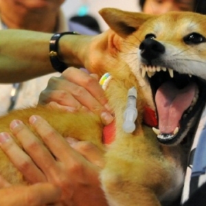 Borneo, Sarawak, Malaysian, Rabies, quarantine Borneo, Sarawak, Malaysian, Rabies, quarantine