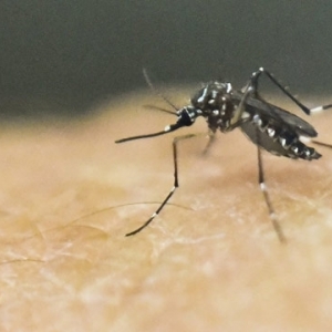 Protein target to help fight malaria has been found. 