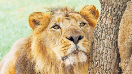 Number of Asiatic lions in Gir increases by 27%: Census ... - 426 x 240 jpeg 114kB