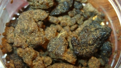 Uttar Pradesh: Nepalese arrested for smuggling drugs Uttar Pradesh: Nepalese arrested for smuggling drugs