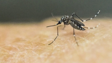 Protein target to help fight malaria has been found. 