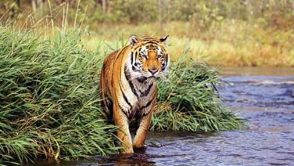 With tiger revival on agenda, experts to visit Cambodia