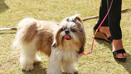 Ruckus at civic body meet over owners not cleaning pets' poop